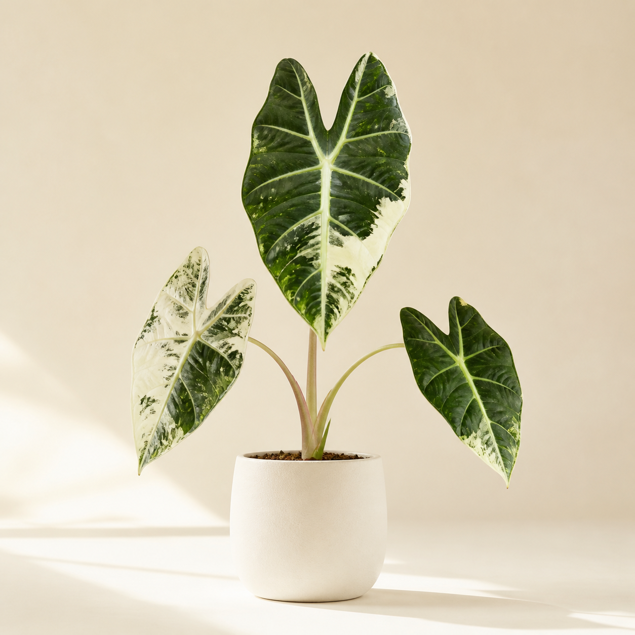 Sample Alocasia Frydek Variegata