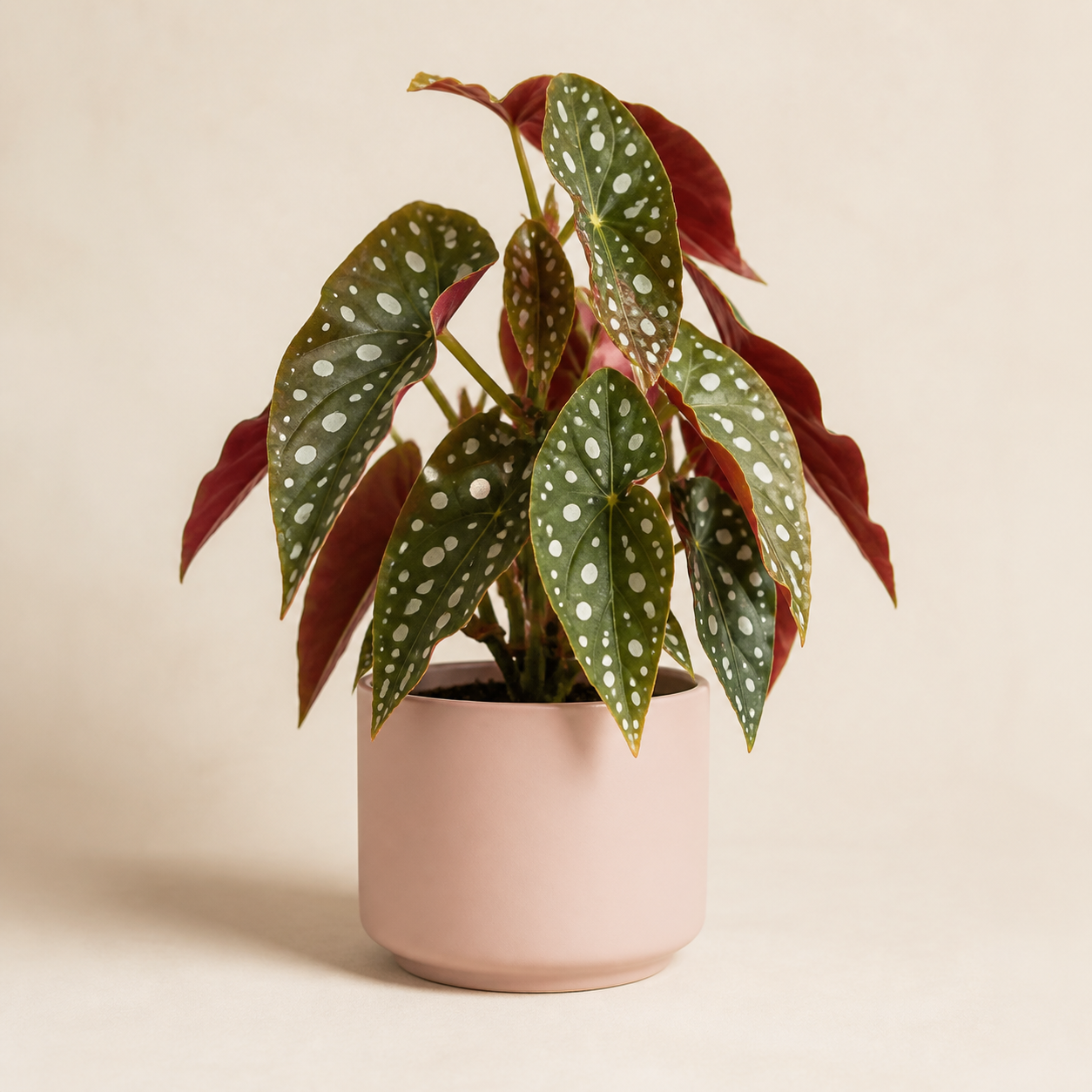 Sample Begonia maculata